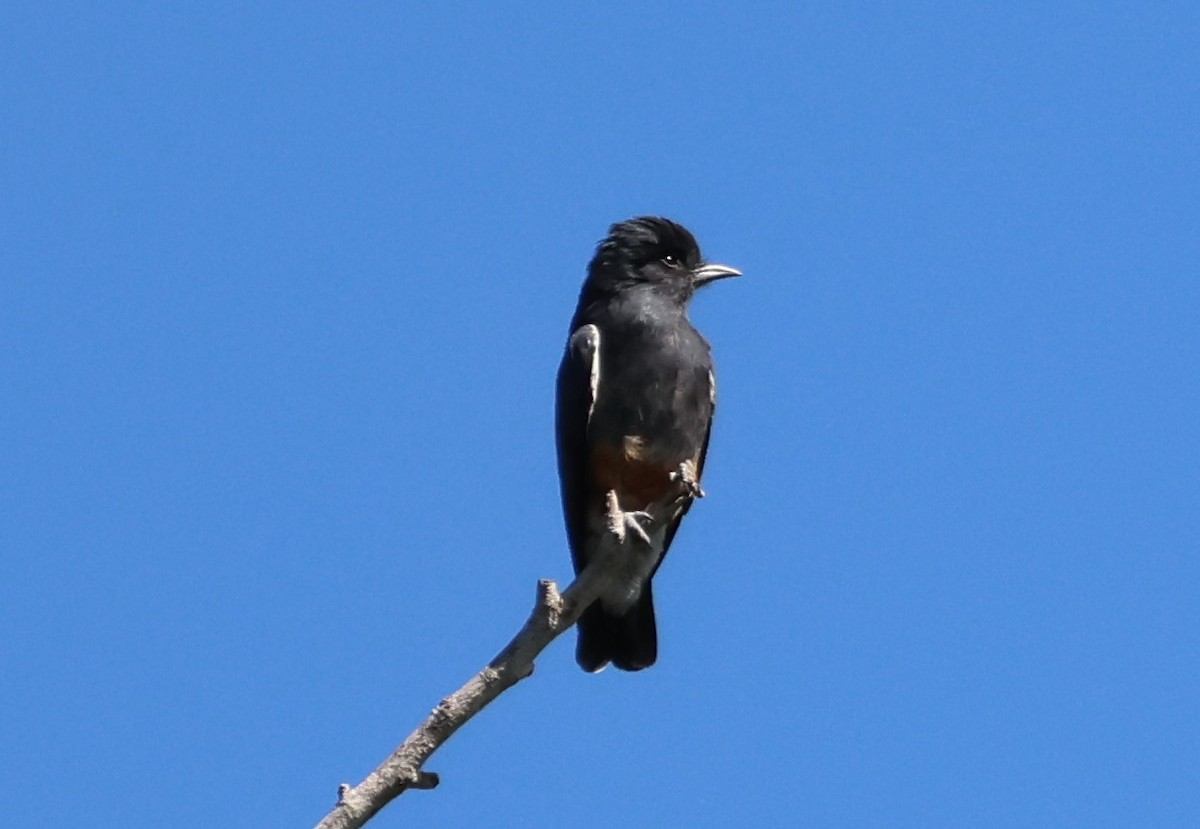 Swallow-winged Puffbird - ML619804986