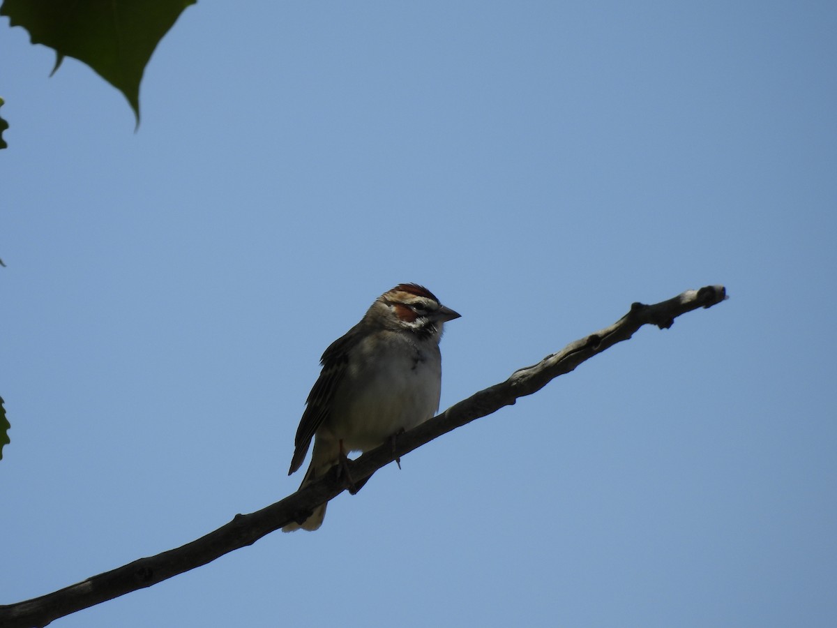 Lark Sparrow - ML619804990