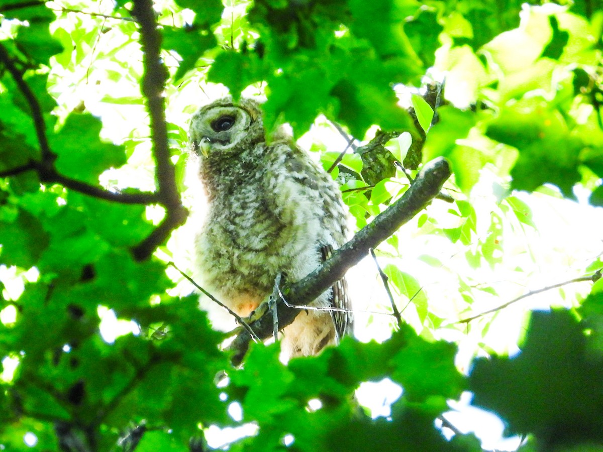 Barred Owl - ML619805001