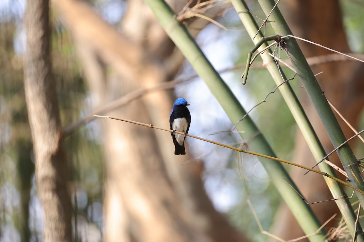 Blue-and-white Flycatcher - ML619805033