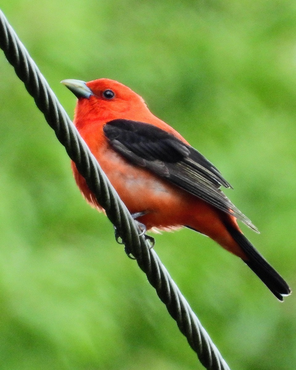 Scarlet Tanager - ML619805045