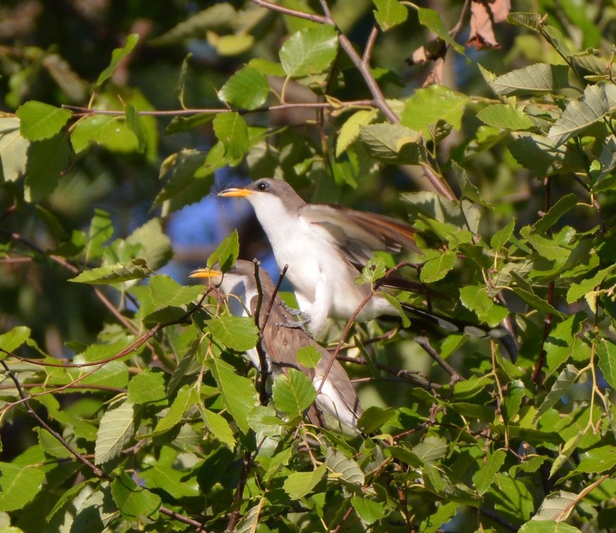 Cuclillo Piquigualdo - ML619805083