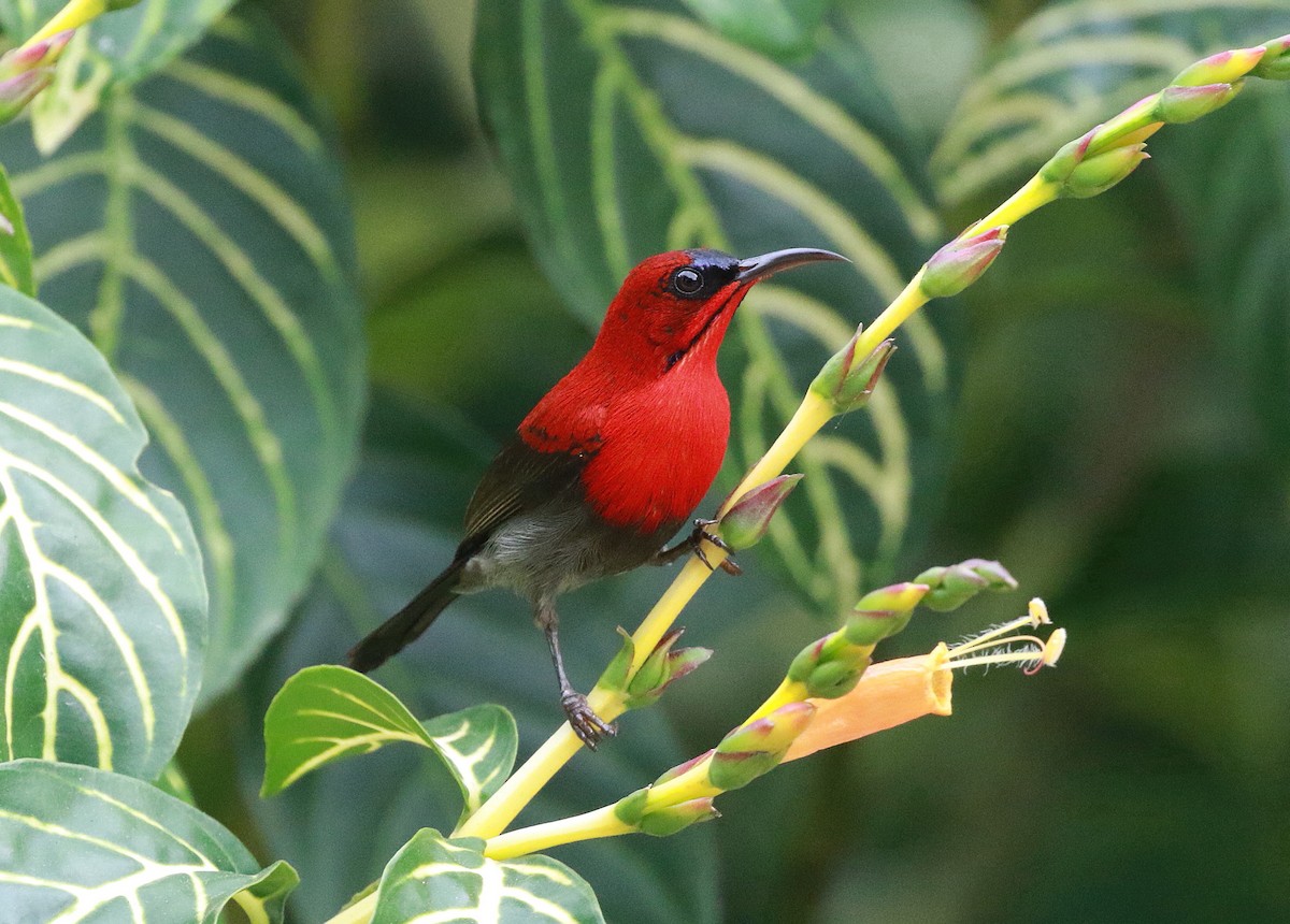 Crimson Sunbird (Crimson) - ML619805092