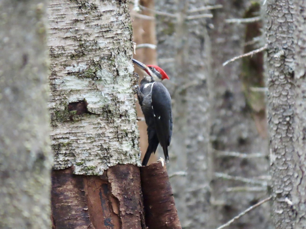 Pileated Woodpecker - ML619805128