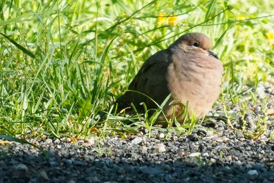 Mourning Dove - ML619805136