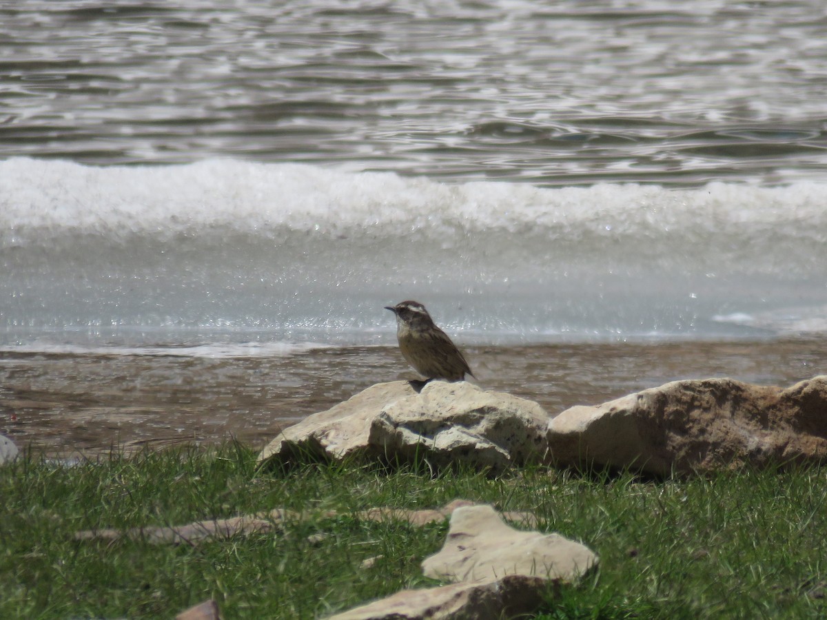 Radde's Accentor - ML619805156