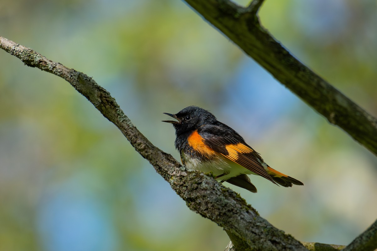 American Redstart - ML619805164