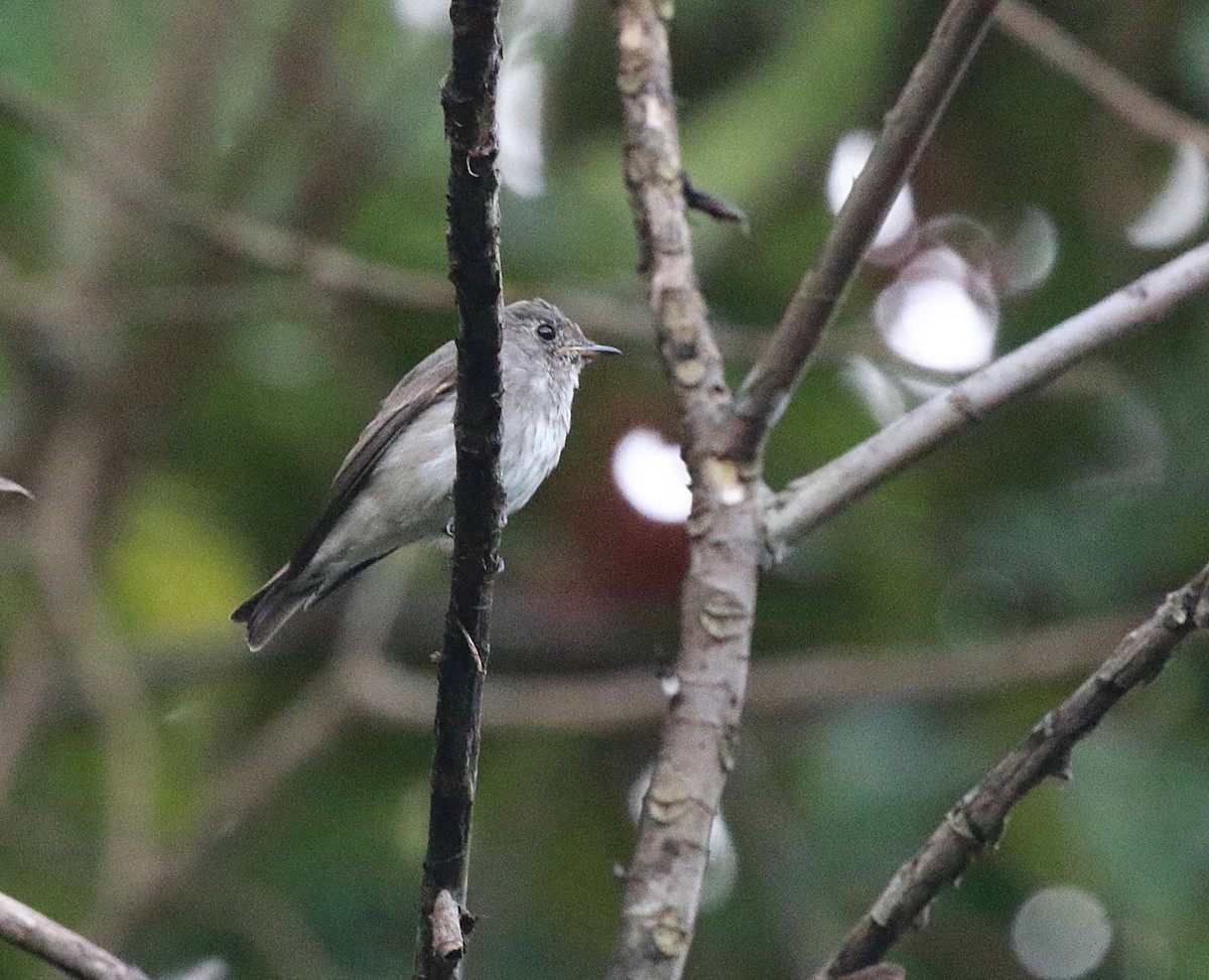 Dark-sided Flycatcher (Siberian) - ML619805222