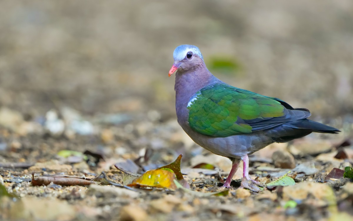 Asian Emerald Dove - ML619805245