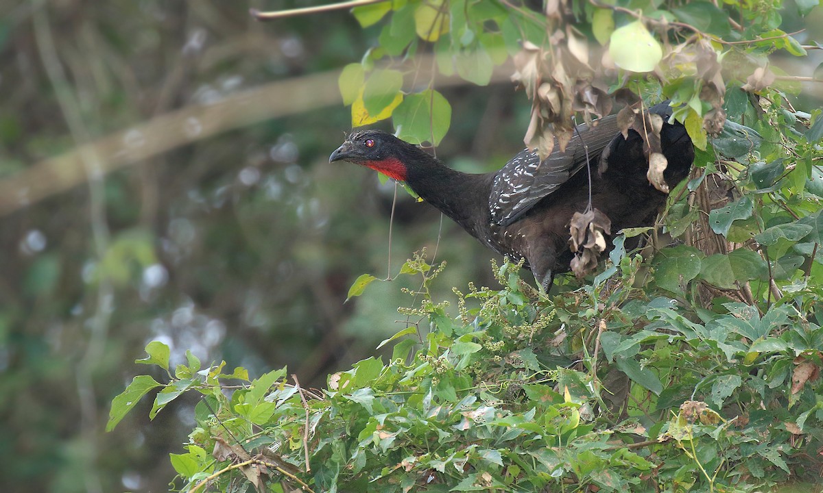 Yungas Guan - ML619805404