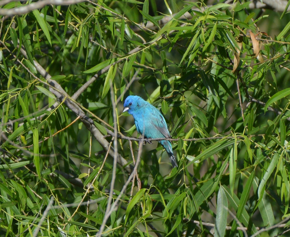 Indigo Bunting - ML619805482