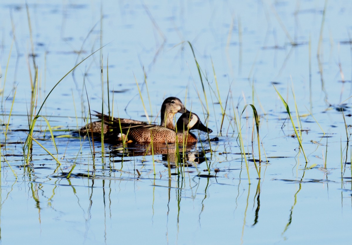 Blue-winged Teal - ML619805498