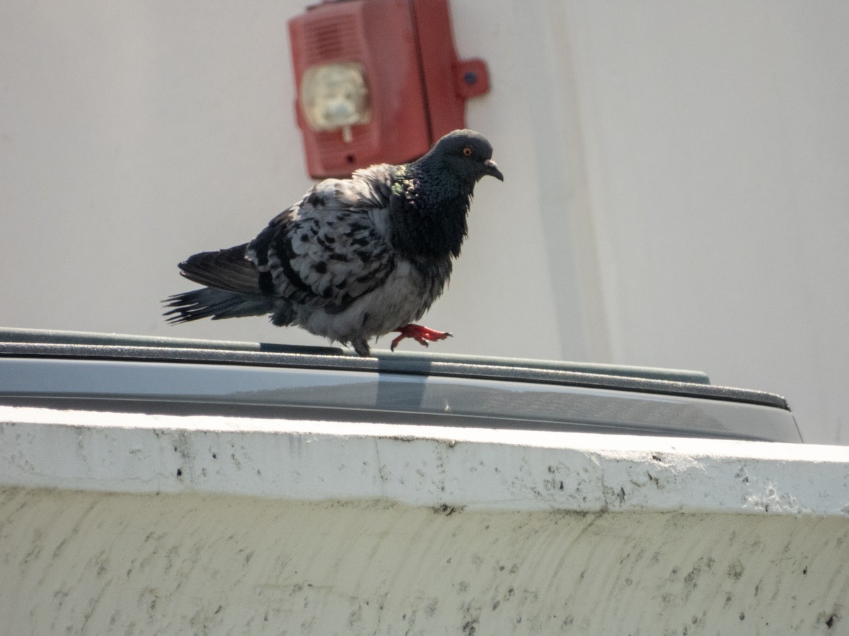 Pigeon biset (forme domestique) - ML619805662