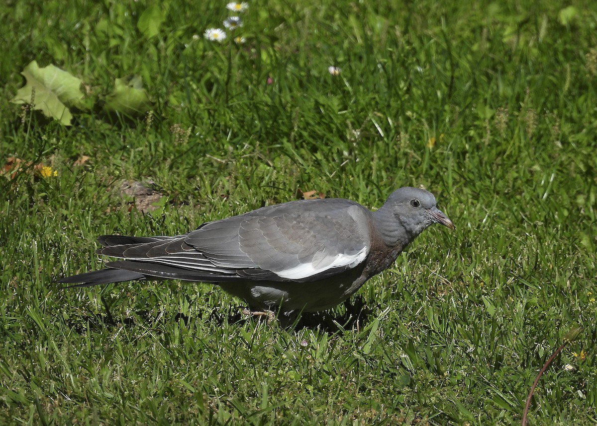 Common Wood-Pigeon - ML619805724