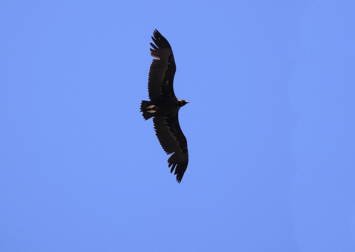 Cinereous Vulture - ML619805734