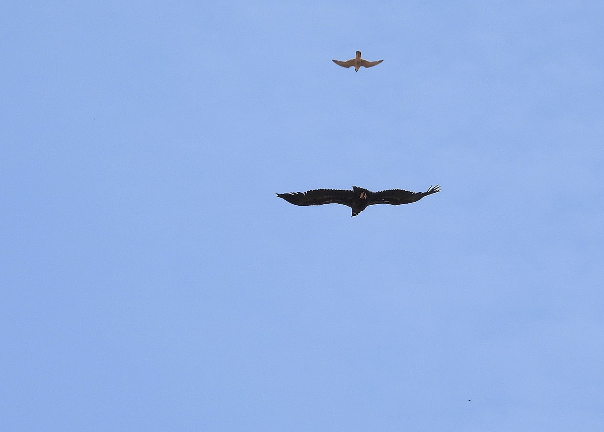 Cinereous Vulture - ML619805735