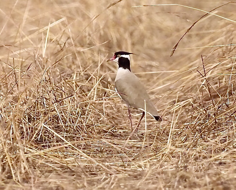 Black-headed Lapwing - ML619805755