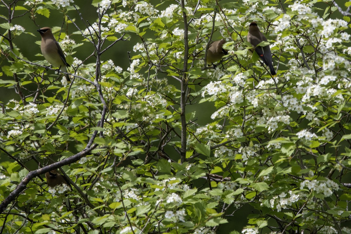 Cedar Waxwing - ML619805826