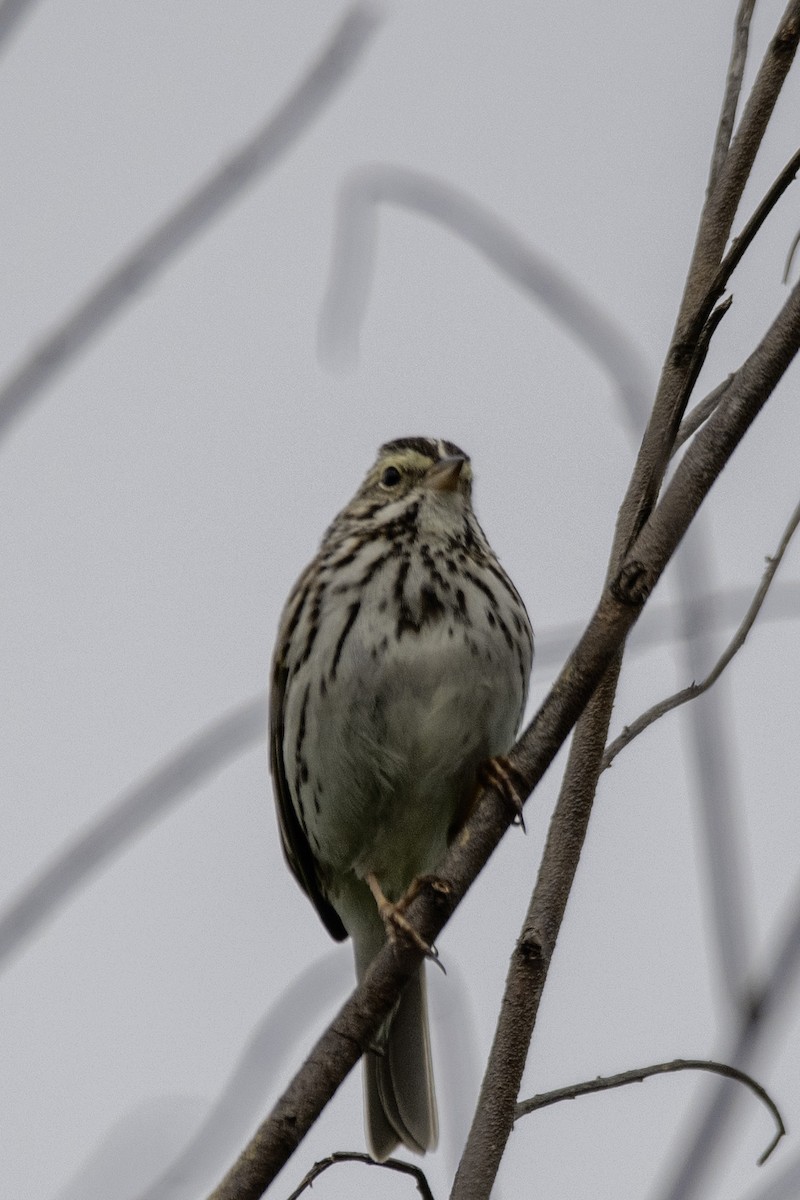 Savannah Sparrow - ML619805832