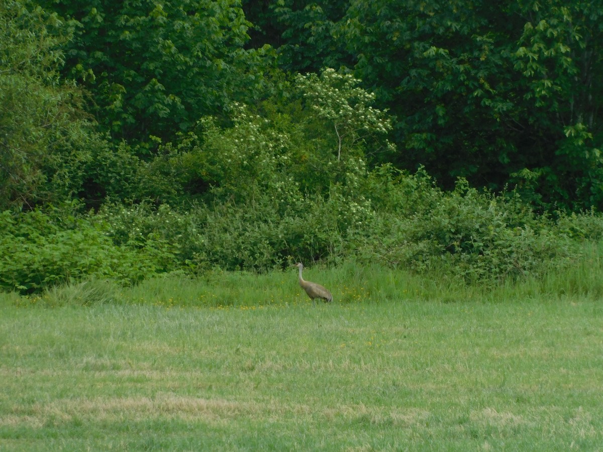 eBird Checklist - 27 May 2024 - NW Airport Road, Chehalis - 1 species