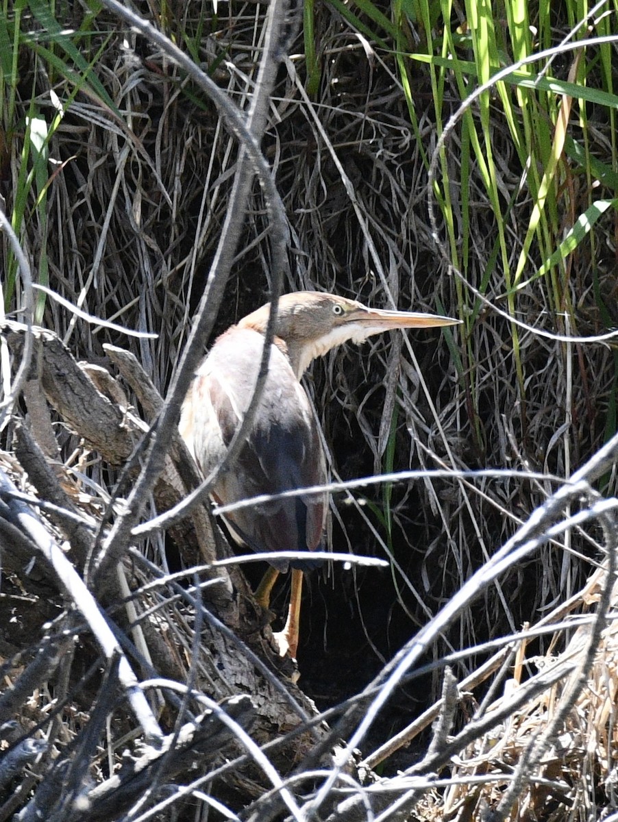 eBird Checklist - 30 May 2024 - Centennial Park (Arapahoe Co) - 37 species