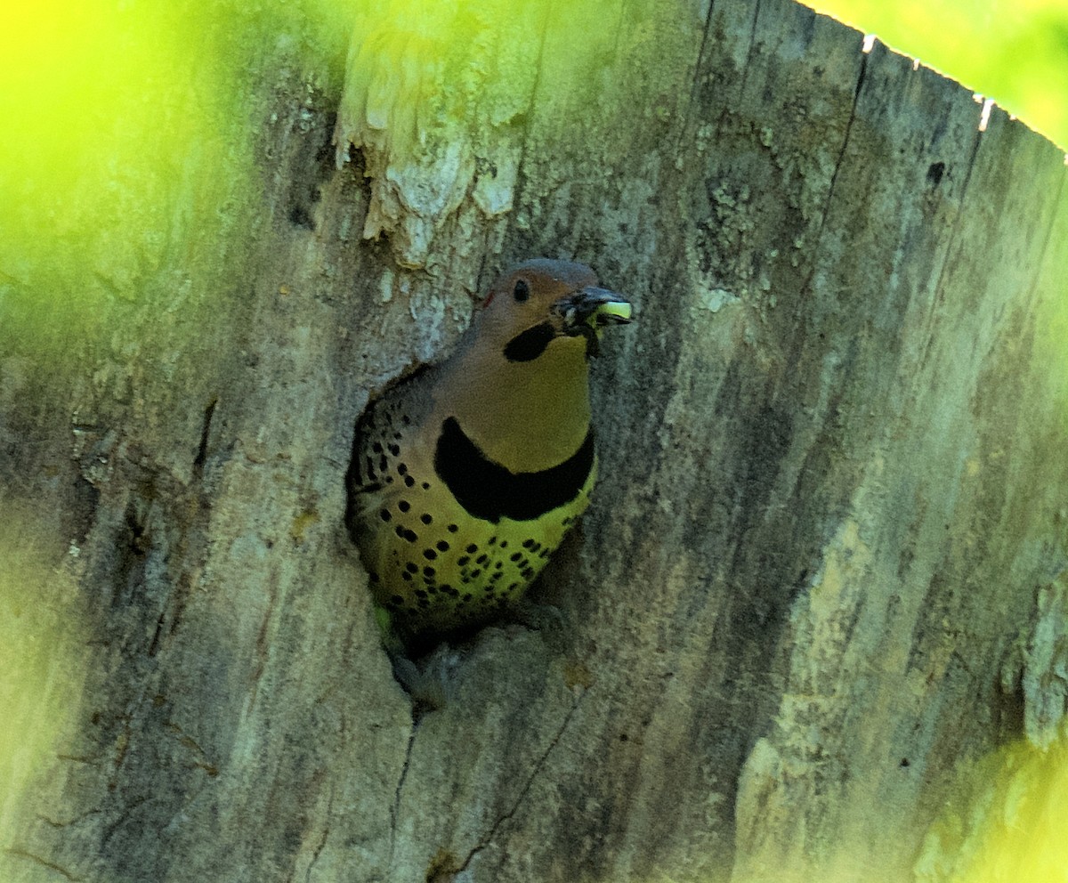 Ebird Checklist May Oak Park Dr Species