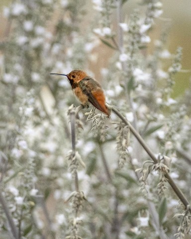 Allen's Hummingbird - James Kendall