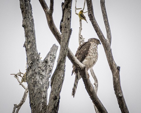 Cooper's Hawk - James Kendall