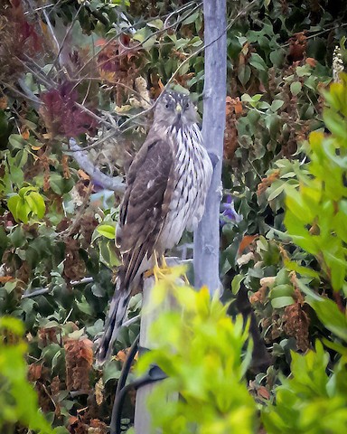 Cooper's Hawk - James Kendall