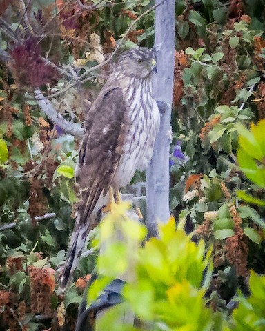 Cooper's Hawk - James Kendall