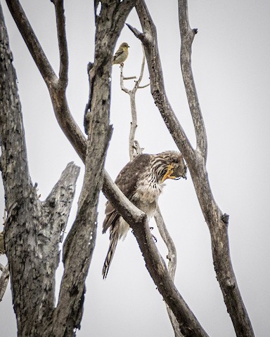 Cooper's Hawk - James Kendall