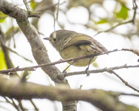 Hutton's Vireo - James Kendall