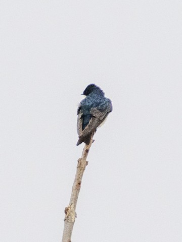 Tree Swallow - James Kendall