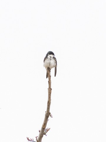 Tree Swallow - James Kendall