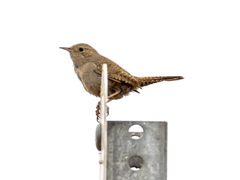 House Wren - James Kendall