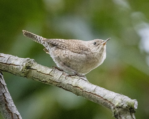 House Wren - James Kendall