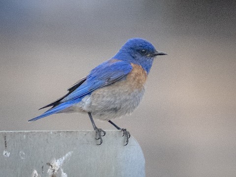 Western Bluebird - James Kendall