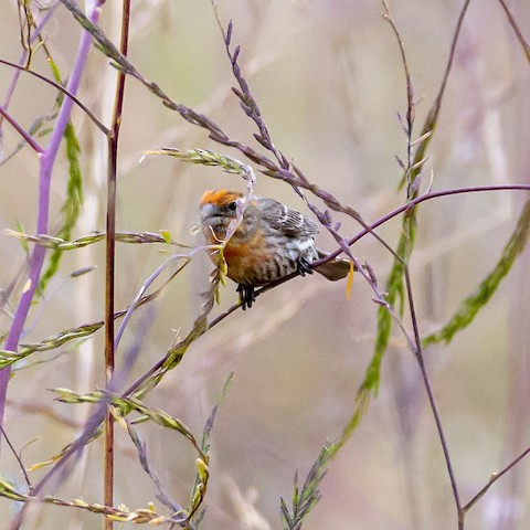 House Finch - James Kendall