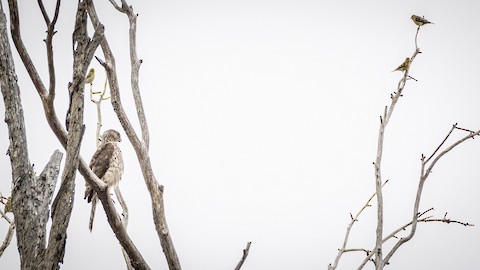 Lesser Goldfinch - James Kendall