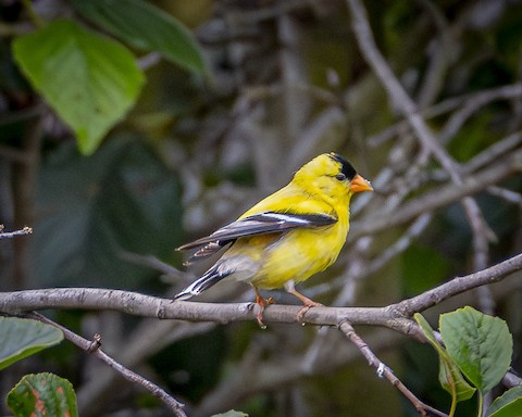 American Goldfinch - James Kendall