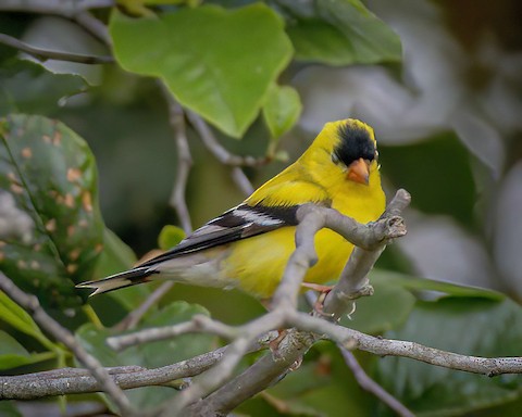 American Goldfinch - James Kendall