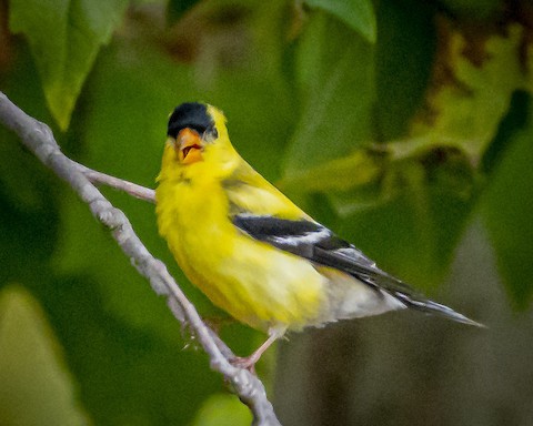 American Goldfinch - James Kendall