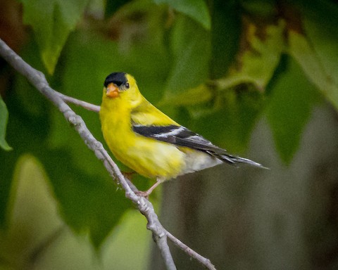 American Goldfinch - James Kendall