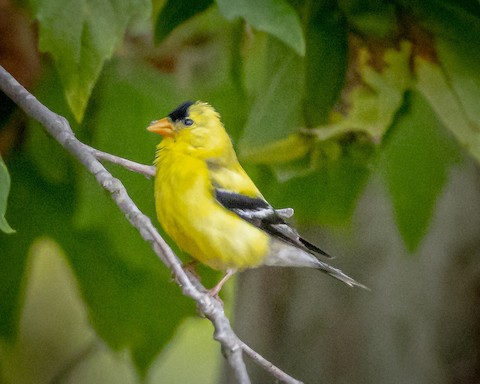 American Goldfinch - James Kendall