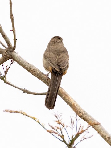 California Towhee - James Kendall