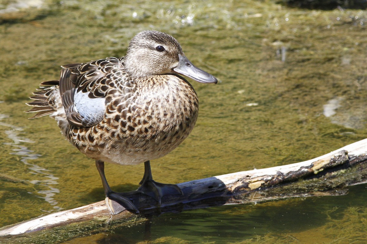 Blue-winged Teal - ML61982621