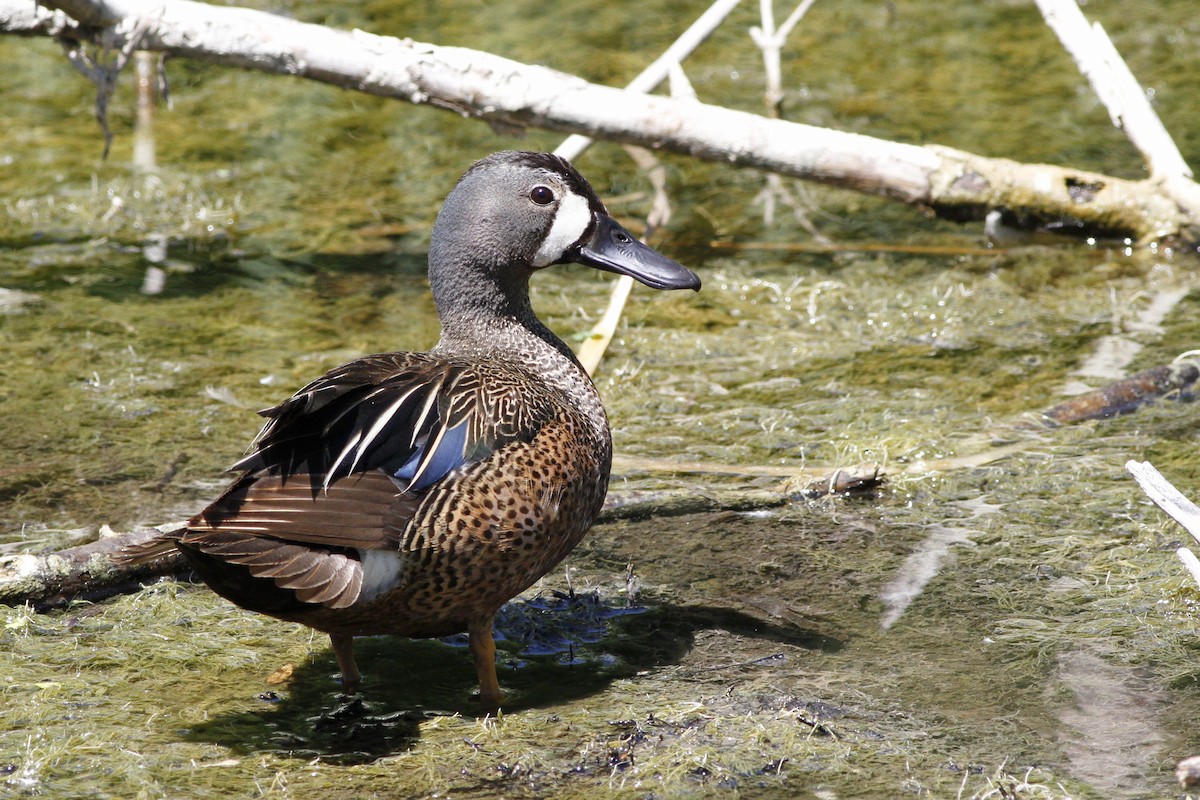 Blue-winged Teal - ML61982661