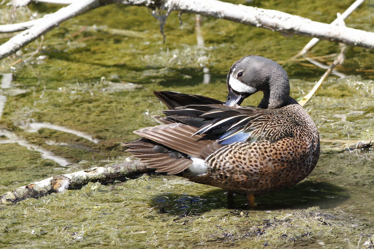 Blue-winged Teal - ML61982671