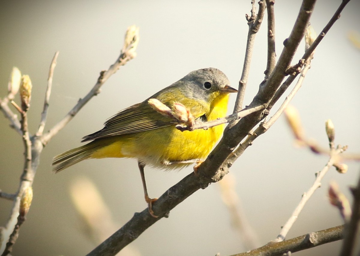 eBird Checklist - 20 May 2024 - Mack Lake Area - 19 species