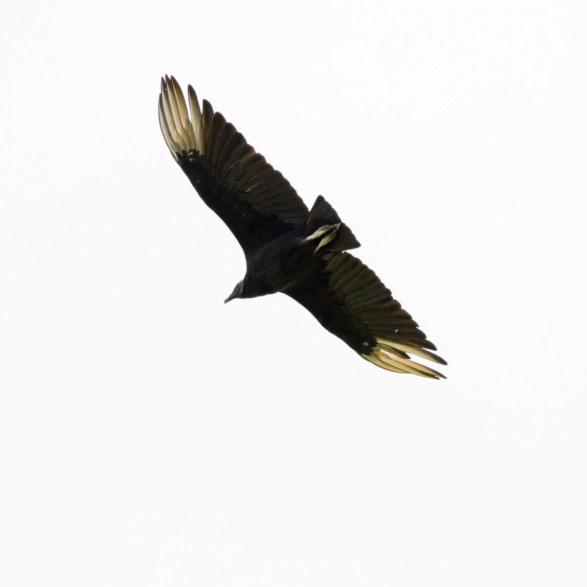 Black Vulture - Brad Imhoff